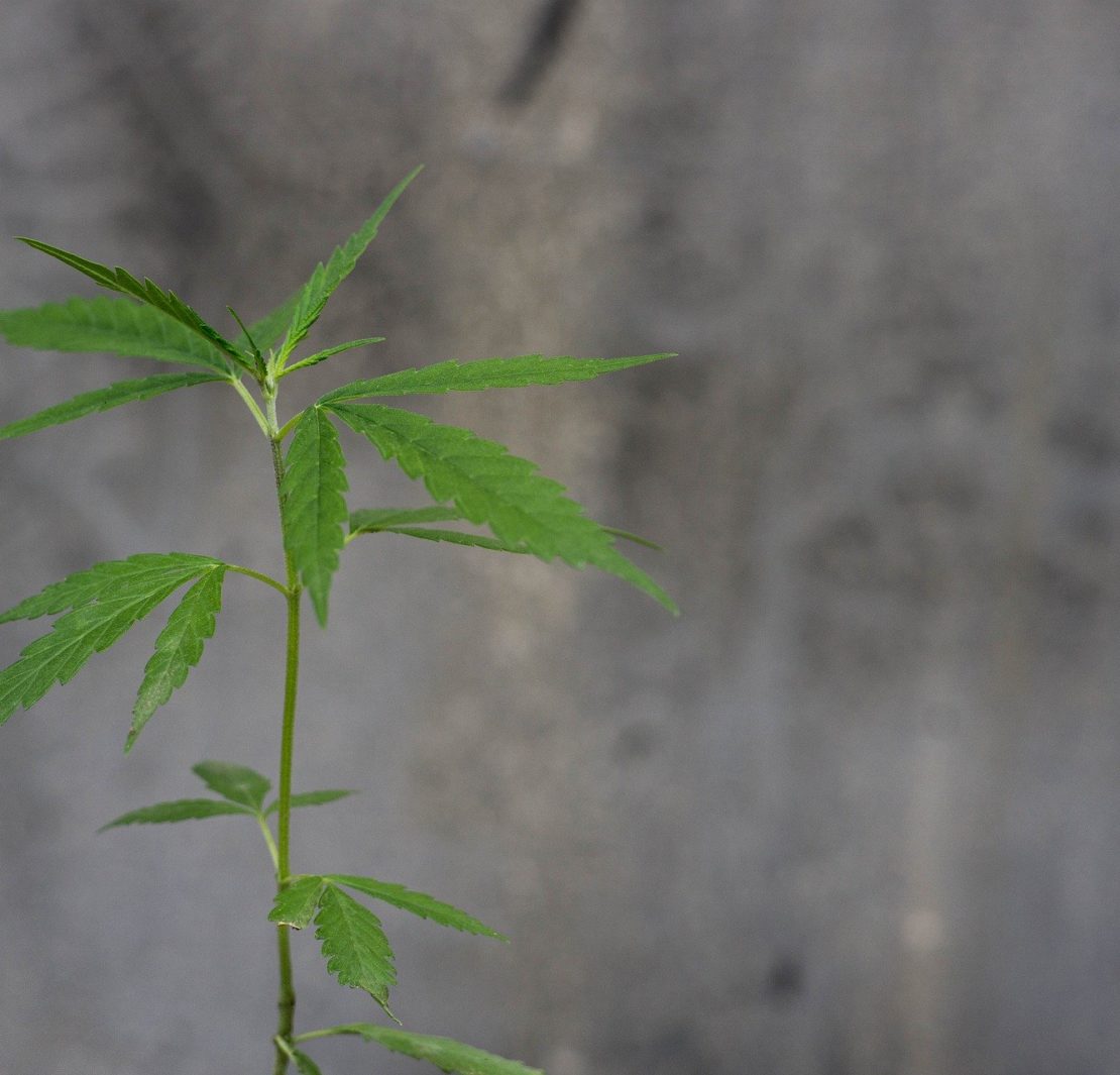 Cannabis en cosmética cbd