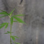 Cannabis en cosmética cbd