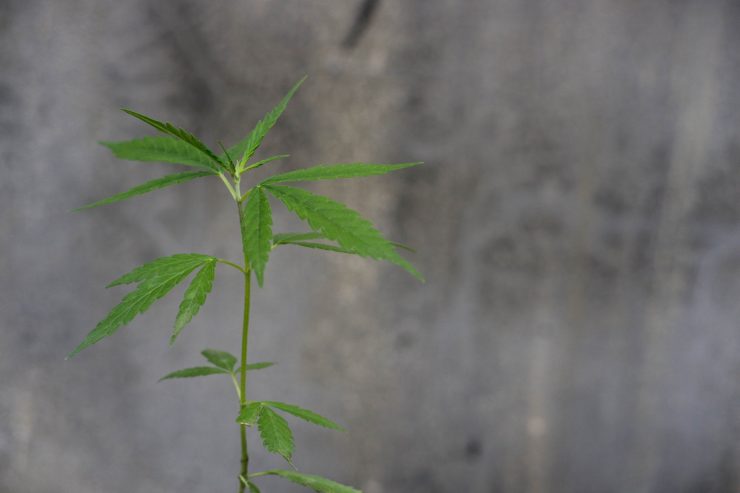 Cannabis en cosmética cbd