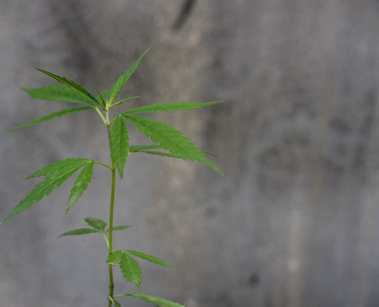 Cannabis en cosmética cbd