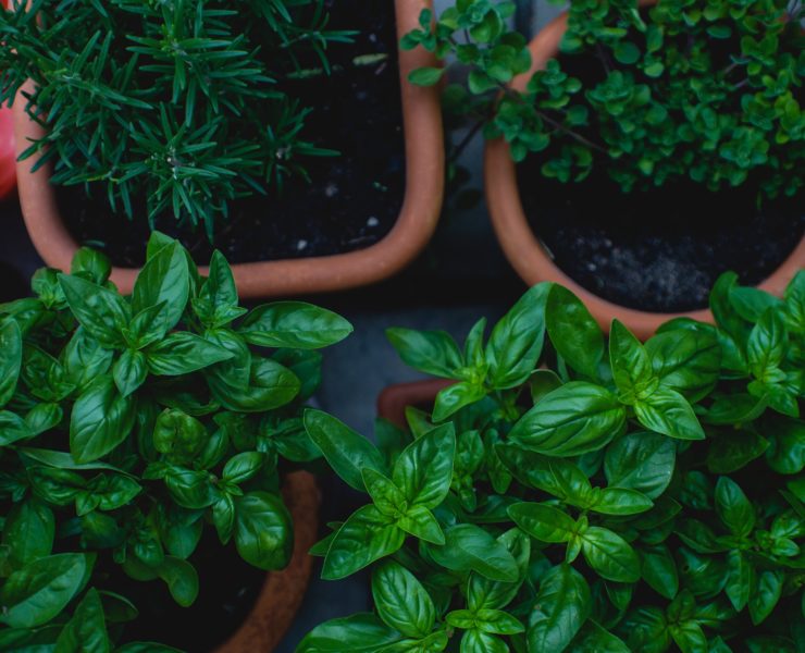 guia-definitiva-para-hacer-un-huerto-orgánico en casa