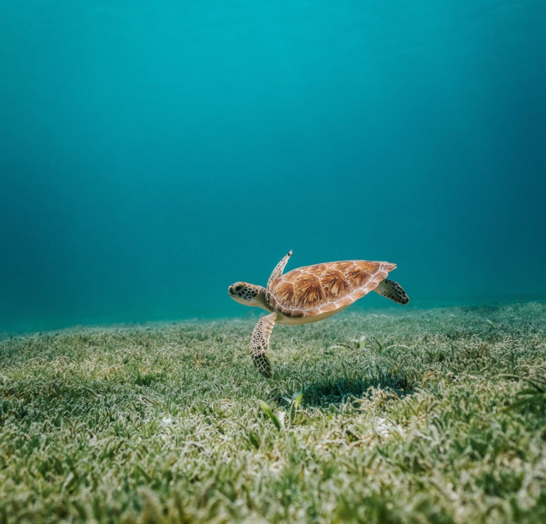 dia mundial de los oceanos 2021