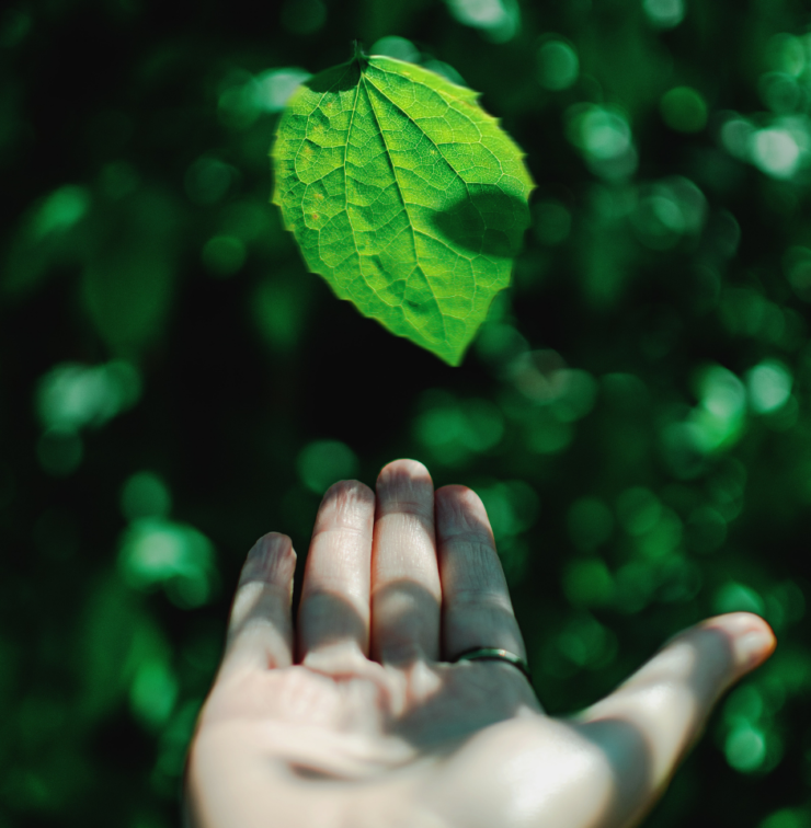 Famosos y sostenibilidad- NRM