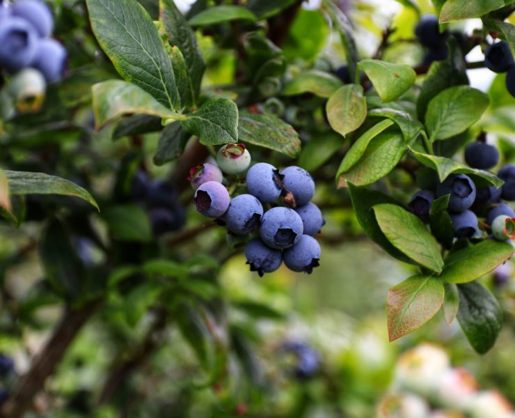 Foto Mario Mendez unsplash