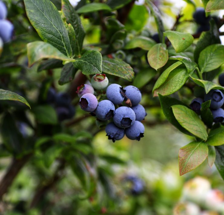 Foto Mario Mendez unsplash